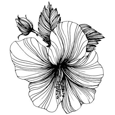 Hibiscus çiçeği. Bitki bilimi. İzole illüstrasyon elementi. Arkaplan, doku, ambalaj deseni, çerçeve veya kenar çizimi için vektör el.