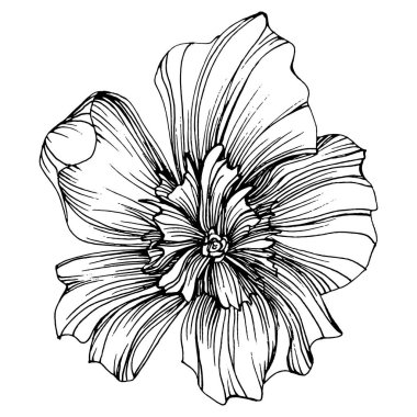 Şakayık çiçeği. Bitkisel şakayıklar. İzole illüstrasyon elementi. Arkaplan, doku, ambalaj deseni, çerçeve veya kenar çizimi için vektör el.