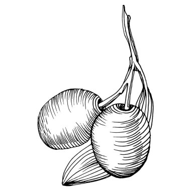 Zeytin eskiz elemanı. Zeytin dalları izole edilmiş. Arkaplan, doku, ambalaj deseni, çerçeve veya kenar çizimi için vektör el.