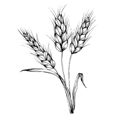 Buğday kulaklı el çizimleri. Korunma ve güvenliğin eski bir sembolü. Kütük için antik vintage oyma çizimi