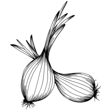 Soğan izole edilmiş el çizimi çizimi. Sebze oymalı stil. Vejetaryen yemek çizimi. Çiftlik pazarı ürünü. Tasarım logosu, menü, etiket, simge, pul için en iyisi.