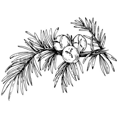 Juniper vektör çizimi. Böğürtlen dalında izole edilmiş eski bir illüstrasyon. Organik yağ oymalı taslak. Güzellik ve kaplıca, kozmetik malzeme. Etiket, poster, broşür, paket için harika