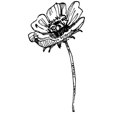 Kozmos el çizimiyle çiçek açar. Kozmos çiçeği logosu ya da sanat tarzında detaylı bir dövme. Siyah beyaz klip sanatı izole edildi. Amblem için antika vintage gravür. Bitkisel ilaçlar.