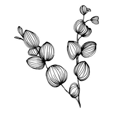 Okaliptüs yaprakları. Çiçekli botanik çiçeği. İzole illüstrasyon elementi. Arkaplan, doku, ambalaj deseni, çerçeve veya kenar çizimi için vektör el.