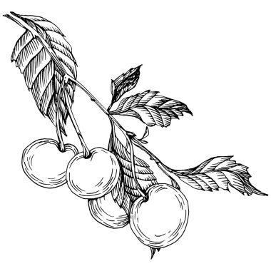 Kiraz çizimi izole edildi. Beyaz arka planda siyah beyaz klipsli sanat. Antika vintage gravür çizimi.