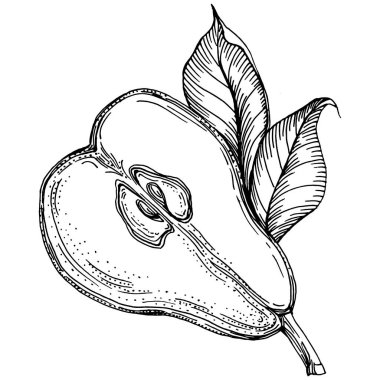 El çizimiyle çizilmiş armut eşkali. Beyaz arkaplanda meyve vektörü.