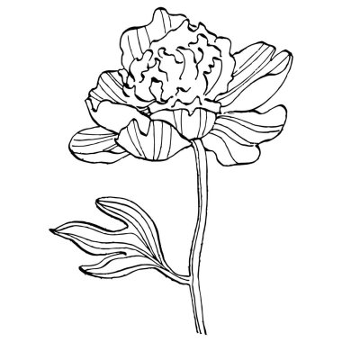 Şakayık çiçeği. Çiçekli botanik çiçeği. İzole illüstrasyon elementi. Arkaplan, doku, ambalaj deseni, çerçeve veya kenar çizimi için vektör el.