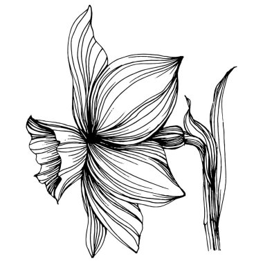 Narcissus çiçeği. Bitki bitkisi jonquil. İzole illüstrasyon elementi. Arkaplan, doku, ambalaj deseni, çerçeve veya kenar çizimi için vektör el.