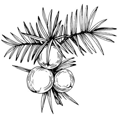 Juniper vektör çizimi. Böğürtlen dalında izole edilmiş eski bir illüstrasyon. Organik yağ oymalı taslak. Güzellik ve kaplıca, kozmetik malzeme. Etiket, poster, broşür, paket için harika