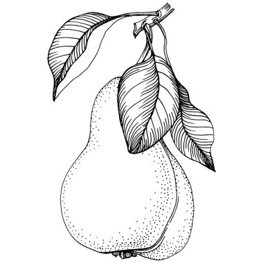 El çizimiyle çizilmiş armut eşkali. Beyaz arkaplanda meyve vektörü.