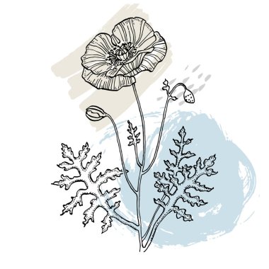 Modern sanat gelinciklerinin moda renkli posterleri. Soyut el çiçekleri, geometrik elementleri ve vuruşları, yaprakları ve çiçekleri çizer. 