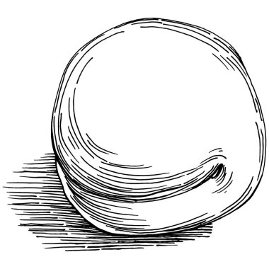 Şeftali eskiz vektörü izole edildi. El çizimi illüstrasyon meyvesi. Yaz yemekleri oymalı eski moda. Detaylı vejetaryen eskizi. Tasarım logonuz için harika, amblem, etiket, poster, baskı, menü