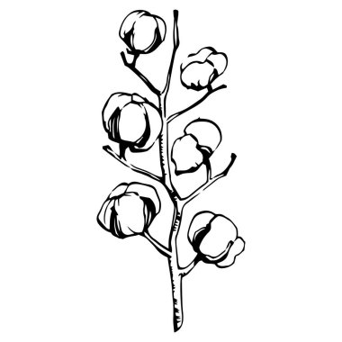 Pamuk çiçeği. Çiçekli botanik çiçeği. İzole illüstrasyon elementi. Arkaplan, doku, ambalaj deseni, çerçeve veya kenar çizimi için vektör el.