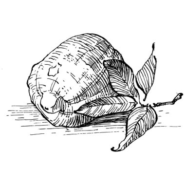 Lemon beyaz arka planda izole edilmiş. Organik yağ oymalı taslak. Güzellik ve kaplıca, kozmetik malzeme. Etiket, poster, broşür, ambalaj için harika