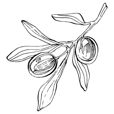 Zeytin ana hatları, beyaz arka planda izole edilmiş zeytin dalları, yapraklar, zeytinler, vektör siyah ve beyaz