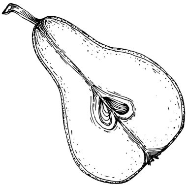 El çizimiyle çizilmiş armut eşkali. Beyaz arkaplanda meyve vektörü.