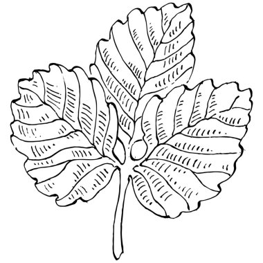 Çilekli el, klasik klipsli resim çiziyor. Sanat tarzında detaylandırılmış böğürtlen logosu ya da dövme. Siyah ve beyaz izole edilmiş. Amblem için antika vintage gravür