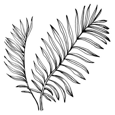 Tropik egzotik yapraklar. Çiçekli botanik çiçeği. İzole illüstrasyon elementi. Arkaplan, doku, ambalaj deseni, çerçeve veya kenar çizimi için vektör el.