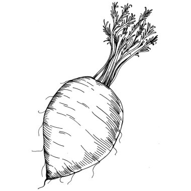 Havuç elle çizilmiş bir resim. Sebze oymalı stil. Vejetaryen yemek çizimi. Çiftlik pazarı ürünü. Tasarım logosu, menü, etiket, simge, pul için en iyisi.