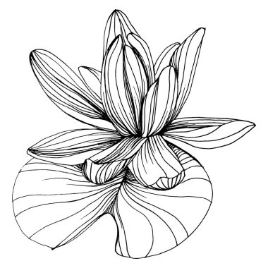 Nilüfer çiçeği. Çiçekli botanik çiçeği. İzole illüstrasyon elementi. Arkaplan, doku, ambalaj deseni, çerçeve veya kenar çizimi için vektör el.