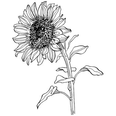 Ayçiçeği. Çiçekli botanik çiçeği. İzole illüstrasyon elementi. Arkaplan, doku, ambalaj deseni, çerçeve veya kenar çizimi için vektör el.