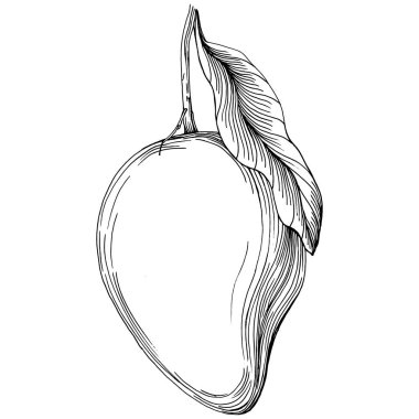 Mango tropikal meyve çizim vektörü. İşlenmiş organik gıda. Beyaz arkaplanda siyah beyaz mango ögesi.