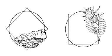 El yapımı kabuk logosu, çerçeve, sınır, promosyon elemanı. Damga şablonu. Minimalist monogram. Rustik zarif marka veya logottip arkaplan.