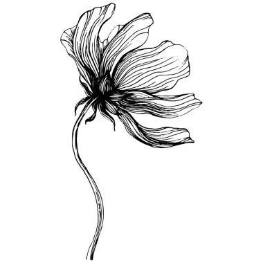 Kozmos el çizimiyle çiçek açar. Kozmos çiçeği logosu ya da sanat tarzında detaylı bir dövme. Siyah beyaz klip sanatı izole edildi. Amblem için antika vintage gravür. Bitkisel ilaçlar.