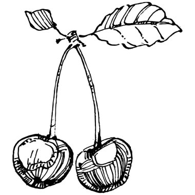 Kiraz çizimi izole edildi. Beyaz arka planda siyah beyaz klipsli sanat. Antika vintage gravür çizimi.