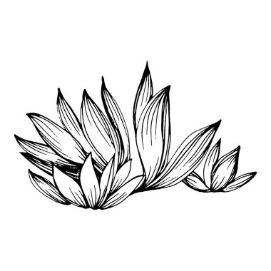 Lezzetli bir çiçek. Bitki bitkileri botanik kaktüsleri. İzole illüstrasyon elementi. Arkaplan, doku, ambalaj deseni, çerçeve veya kenar çizimi için vektör el.