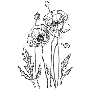 Gelincik çiçekli botanik çiçeği. İzole illüstrasyon elementi. Arkaplan, doku, ambalaj deseni, çerçeve veya kenar çizimi için vektör el.