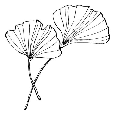 Ginkgo bitkisi elle çizilmiş. Çiçek dövmesi sanat tarzında detaylı. Beyaz arka planda siyah beyaz klipsli sanat. Logo için antika vintage oyma çizimi