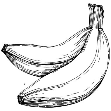 El yapımı izole edilmiş muz. Vektör illüstrasyonu egzotik meyve. 