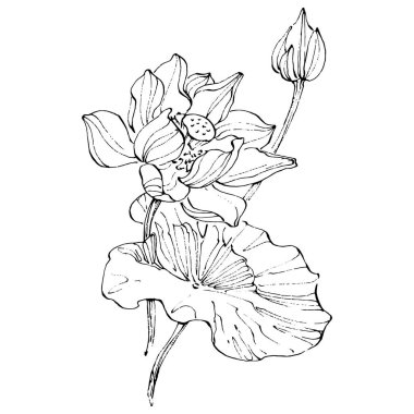 Nilüfer çiçeği. Çiçekli botanik çiçeği. İzole illüstrasyon elementi. Arkaplan, doku, ambalaj deseni, çerçeve veya kenar çizimi için vektör el.