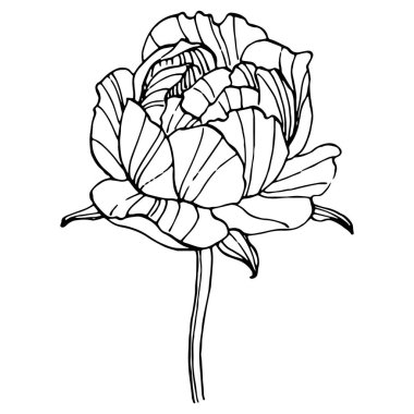 Şakayık çiçeği. Çiçekli botanik çiçeği. İzole illüstrasyon elementi. Arkaplan, doku, ambalaj deseni, çerçeve veya kenar çizimi için vektör el.