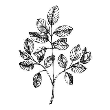 Okaliptüs yaprakları. Çiçekli botanik çiçeği. İzole illüstrasyon elementi. Arkaplan, doku, ambalaj deseni, çerçeve veya kenar çizimi için vektör el.