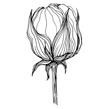 Pamuk çiçeği. Çiçekli botanik çiçeği. İzole illüstrasyon elementi. Arkaplan, doku, ambalaj deseni, çerçeve veya kenar çizimi için vektör el.