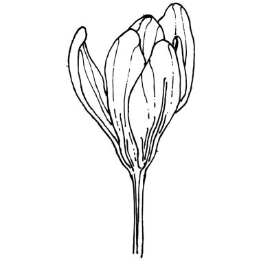 Crocus çiçek vektörü çizimi beyaz arka planda izole edilmiş, safran çizgisi sanatı. Siyah çizgili şirin bir çiçek ve beyaz arka planda beyaz bir uçak..