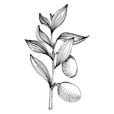 Zeytin eskiz elemanı. Zeytin dalları izole edilmiş. Arkaplan, doku, ambalaj deseni, çerçeve veya kenar çizimi için vektör el.