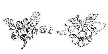 Yabanmersinli el klasik klipsli resim çiziyor. Sanat tarzında detaylandırılmış böğürtlen logosu ya da dövme. Siyah ve beyaz izole edilmiş. Amblem için antika vintage gravür