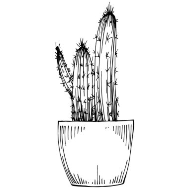 Saksıdaki Ev Bitkisi skeci. İç mekan ya da ofis dekorasyonu için bir asma fabrikada çiçek yetiştirmenin izole bir çizimini yapın. Bahçe çiçeklerinin taşıyıcısı.