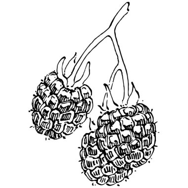 Ahududu izole vektör çizimi. Organik yağ oymalı taslak. Güzellik ve kaplıca, kozmetik malzeme. Etiket, poster, broşür, ambalaj için harika