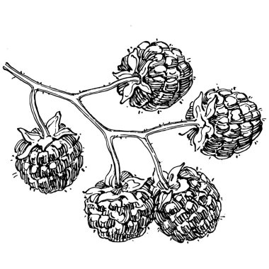Ahududu izole vektör çizimi. Organik yağ oymalı taslak. Güzellik ve kaplıca, kozmetik malzeme. Etiket, poster, broşür, ambalaj için harika