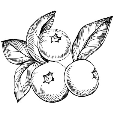 Yabanmersinli el klasik klipsli resim çiziyor. Sanat tarzında detaylandırılmış böğürtlen logosu ya da dövme. Siyah ve beyaz izole edilmiş. Amblem için antika vintage gravür