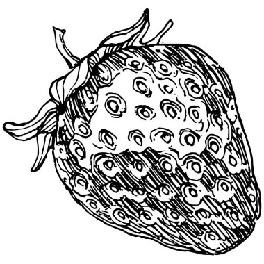 Böğürtlenler elle çiziliyor. Çilek logosu ya da dövmesi sanat tarzında detaylandırılmış. Siyah beyaz klip sanatı izole edildi. Amblem için antika vintage gravür. Bitkisel ilaçlar.