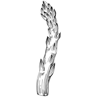 Kuşkonmaz elle çizilmiş. Sebze oymalı nesne. Menü, etiket, simge, kapak, sosyal gönderi için harika.