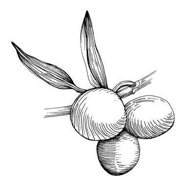 Zeytin eskiz elemanı. Zeytin dalları izole edilmiş. Arkaplan, doku, ambalaj deseni, çerçeve veya kenar çizimi için vektör el.