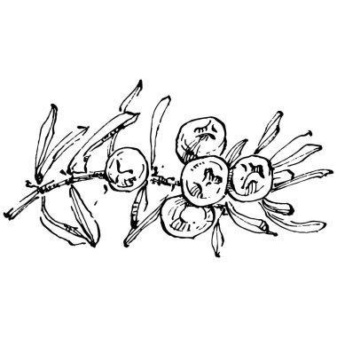 Juniper vektör çizimi. Böğürtlen dalında izole edilmiş eski bir illüstrasyon. Organik yağ oymalı taslak. Güzellik ve kaplıca, kozmetik malzeme. Etiket, poster, broşür, paket için harika