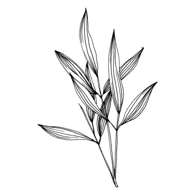 Elle çizilmiş bambu bitkisi. Çiçek dövmesi sanat tarzında detaylı. Beyaz arka planda siyah beyaz klipsli sanat. Antika vintage gravür çizimi.