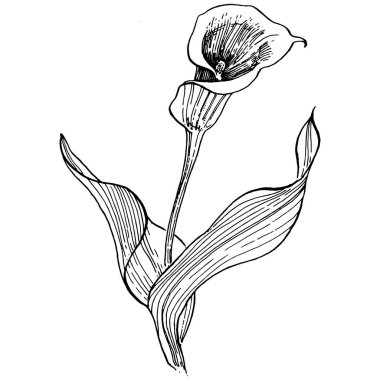 Elle çizilmiş tropik çiçek kallası. Lilium çiçek logosu ya da dövmesi sanat tarzında detaylı. Siyah beyaz klip sanatı izole edildi. Amblem için antika vintage gravür.